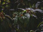 带水珠的翠绿植物叶片