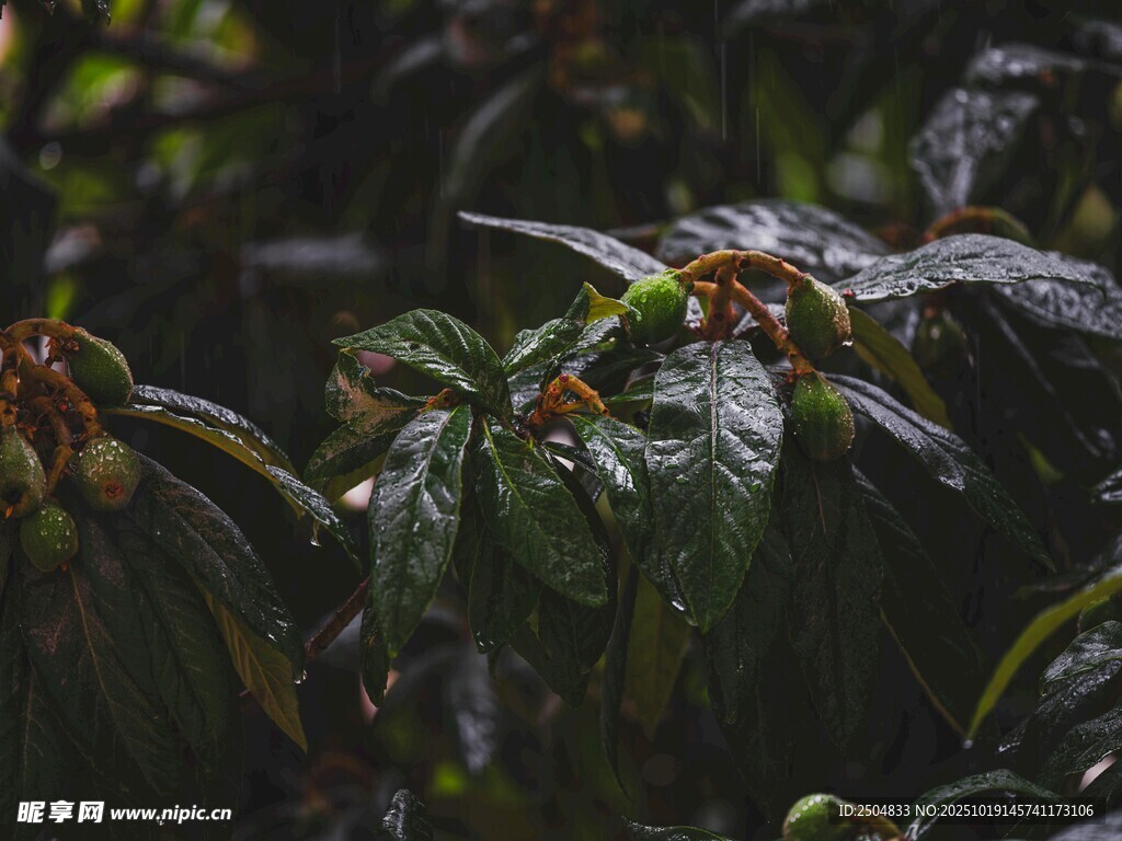 带水珠的翠绿植物叶片