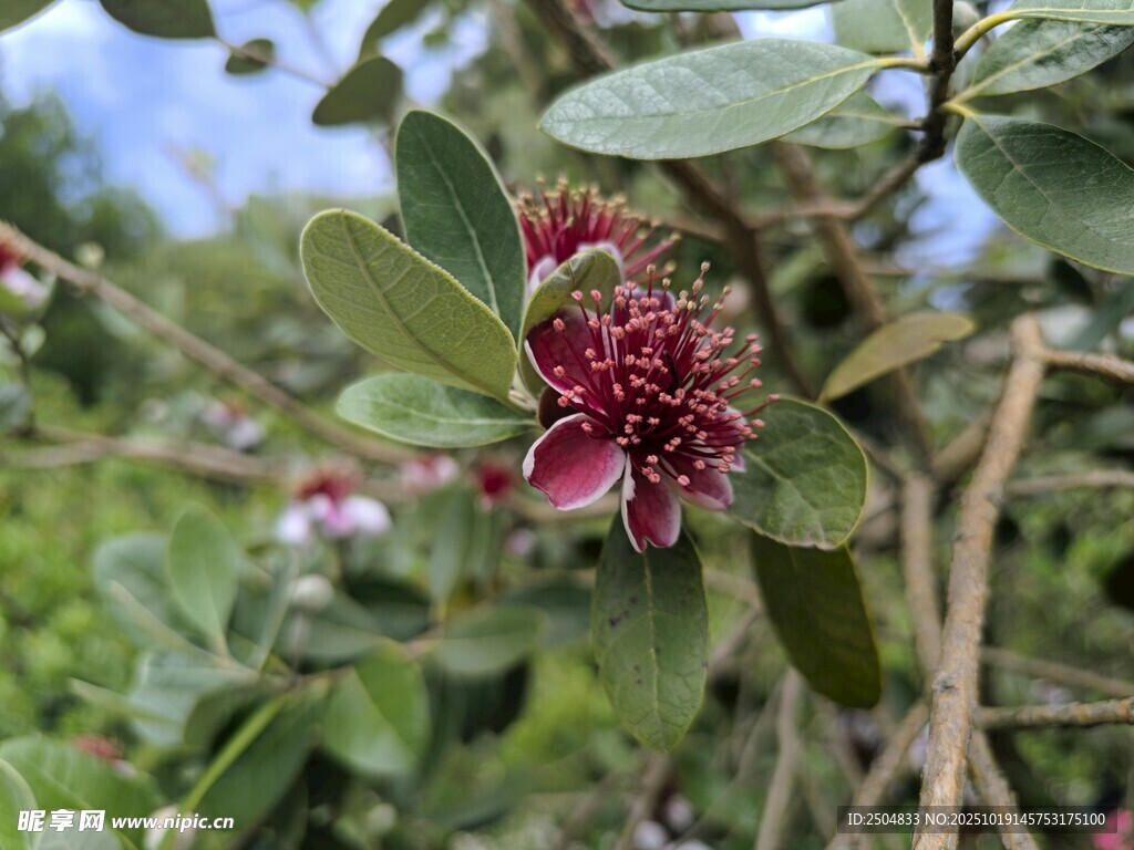 艳丽红果点缀绿叶间