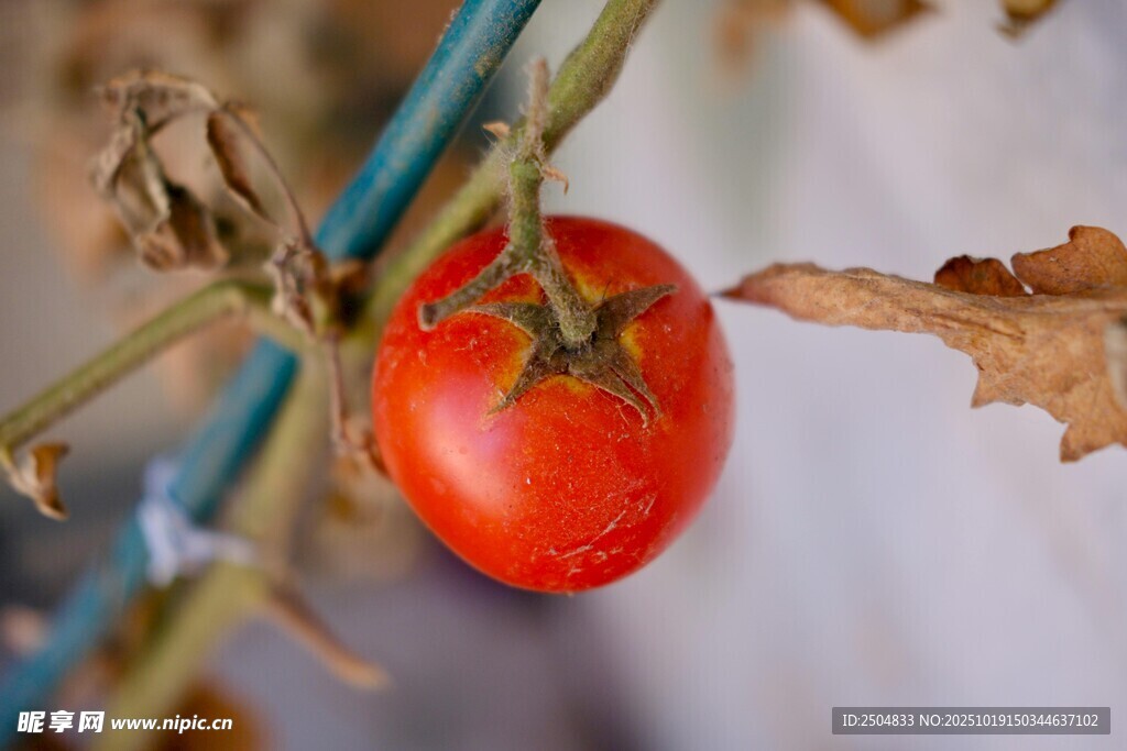 枝头红番茄 自然好风味