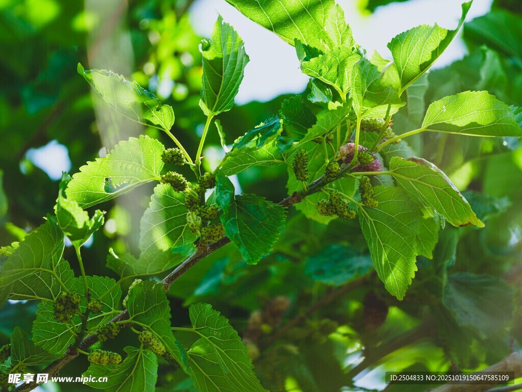 阳光下的翠绿植物枝叶
