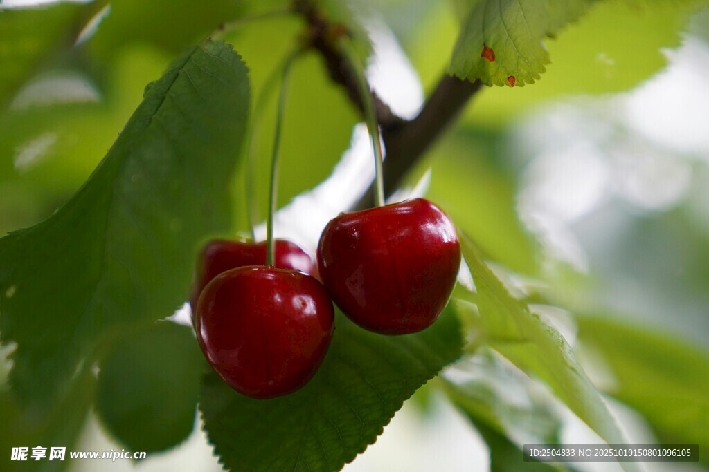 枝头双樱桃