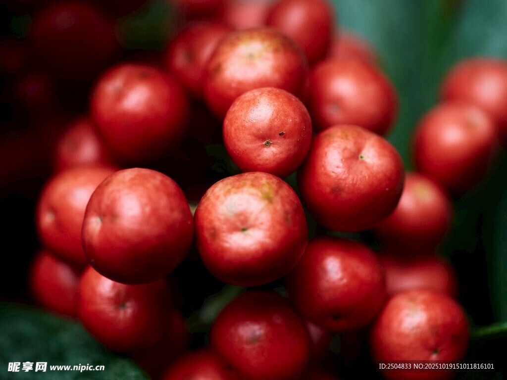 鲜红饱满的诱人小浆果
