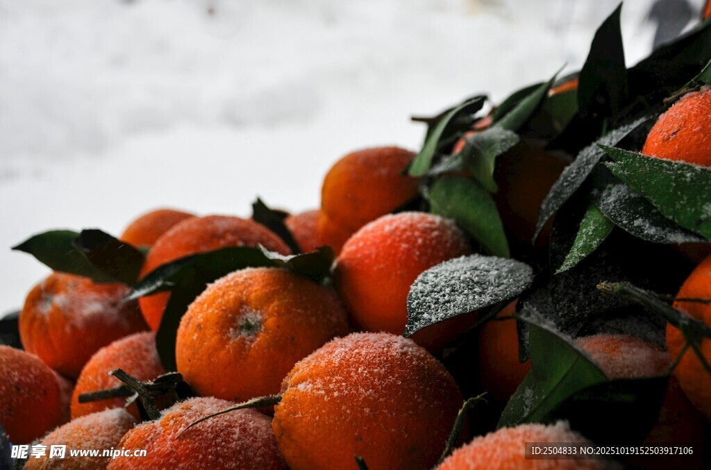 雪覆鲜橙 冬日水果之美