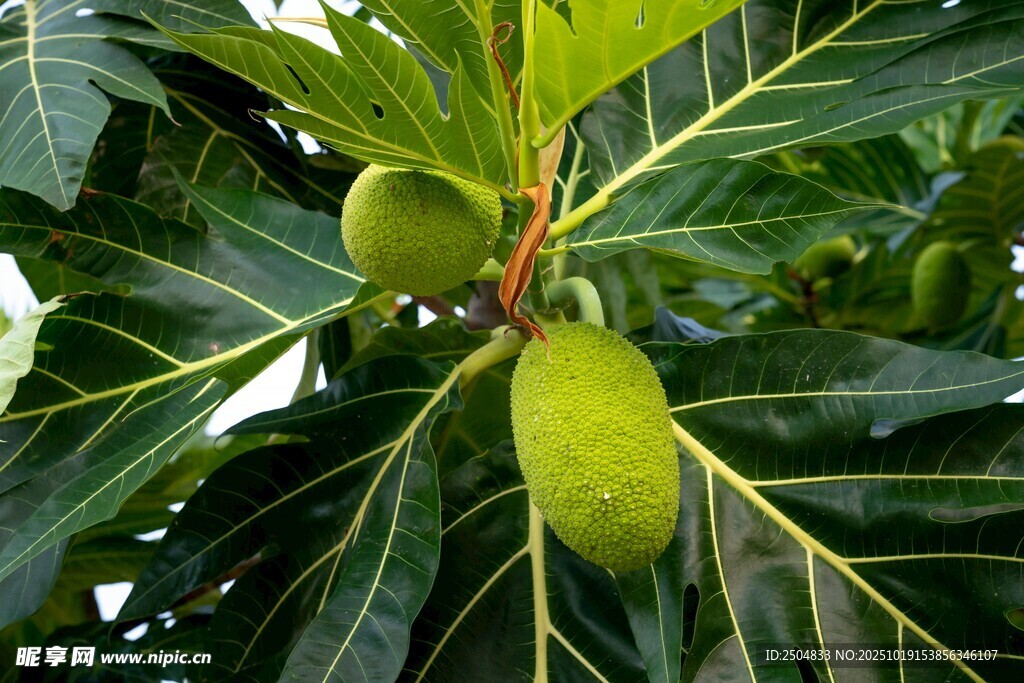 树上的青木瓜果实