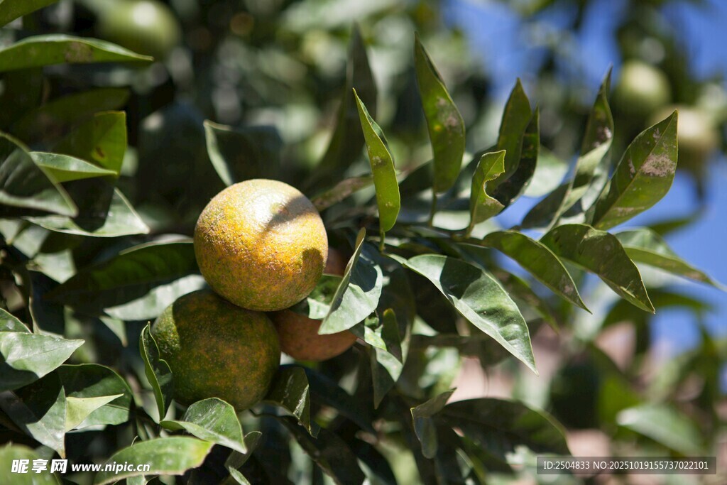树上的成熟柑橘果实
