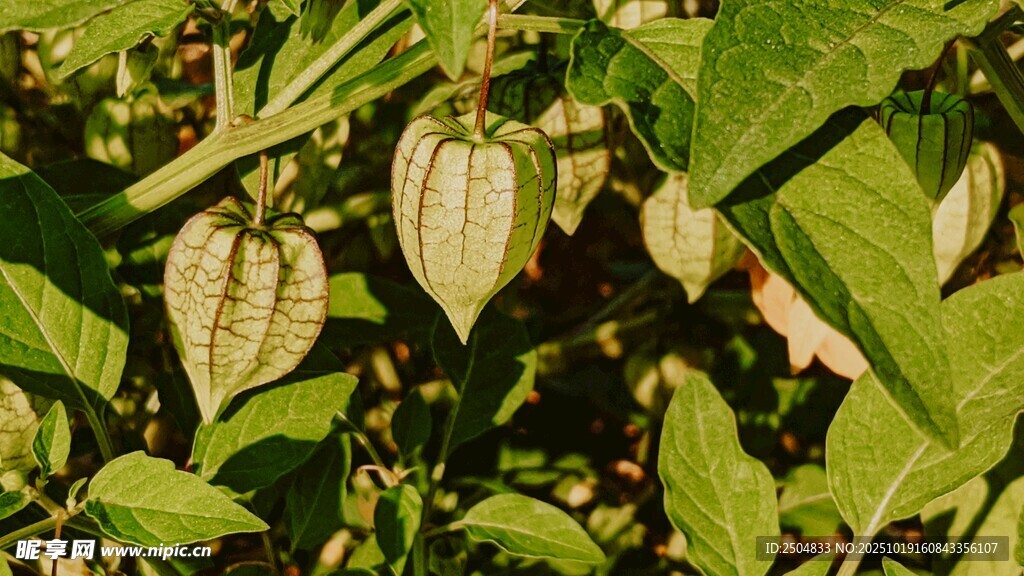 灯笼草植物特写