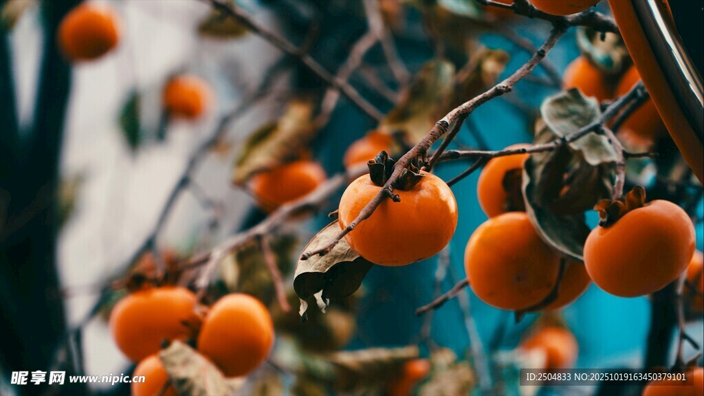 枝头挂满诱人的成熟柿子