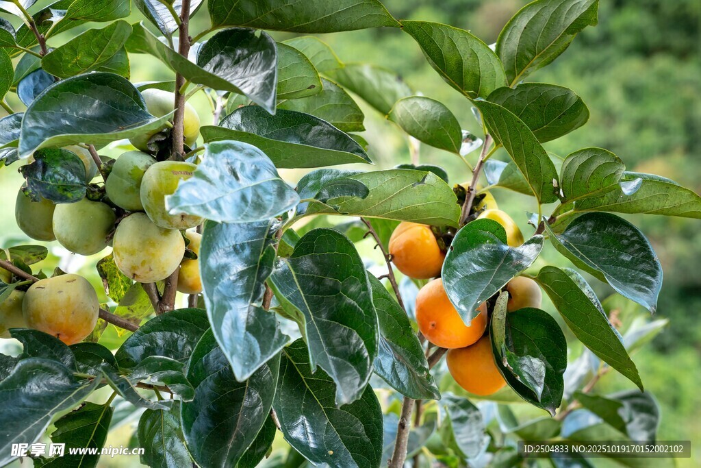 枝头挂果的繁茂果树