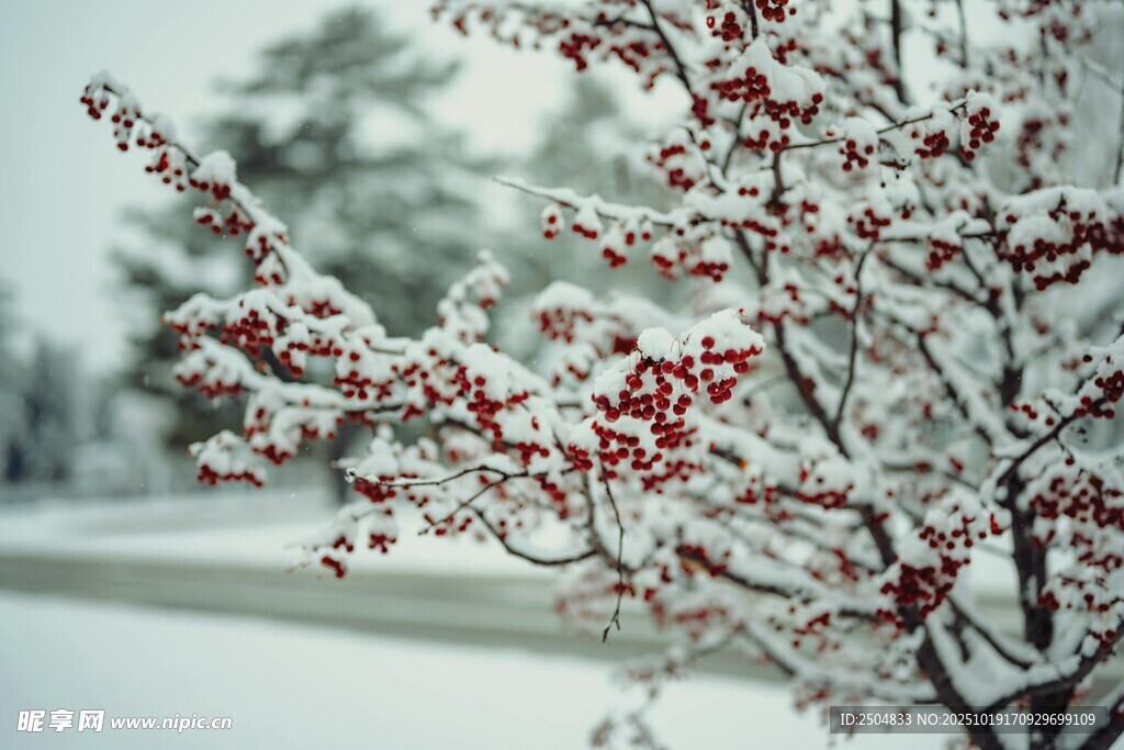 雪覆红果枝头美景