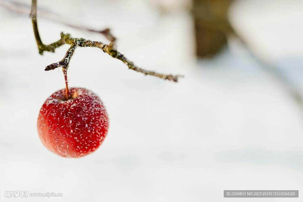 雪中红果挂枝头