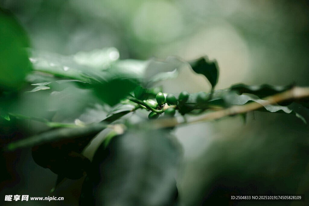 翠绿枝叶上的晶莹露珠
