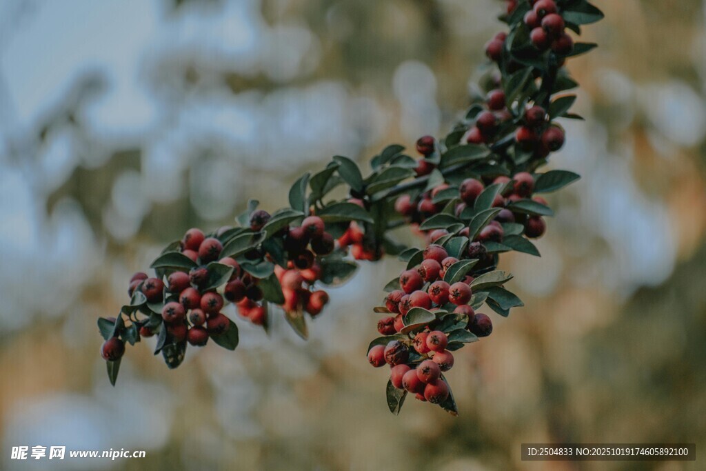红果满枝的翠绿植物