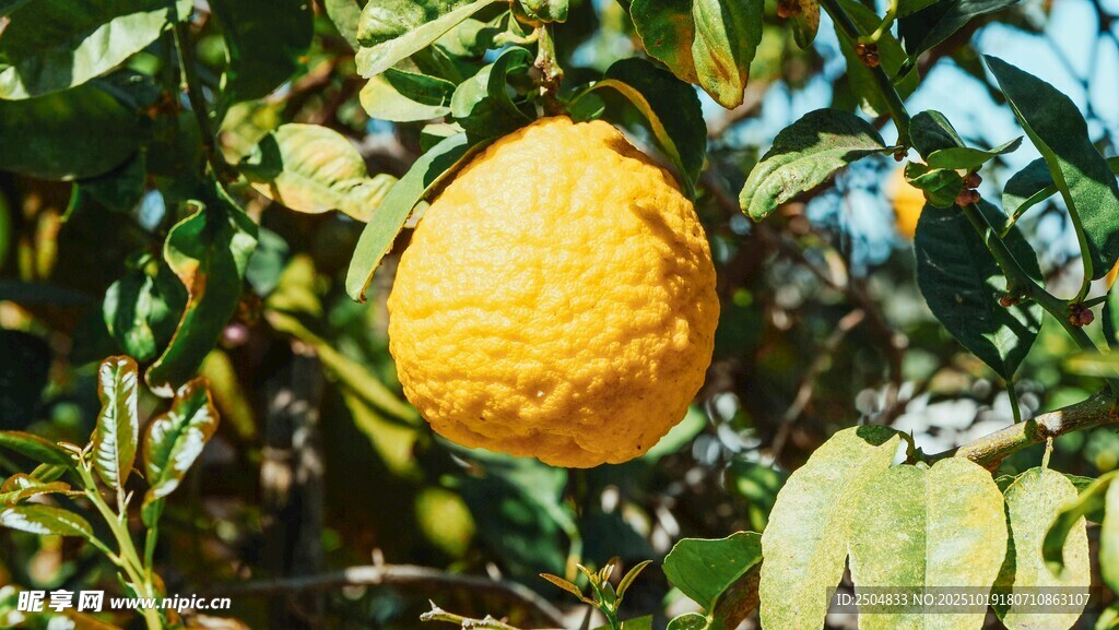 枝头金黄柠檬 清新自然