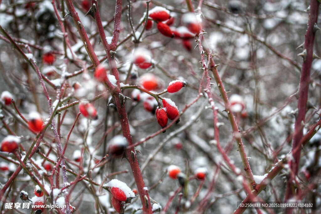 雪覆红果的美丽景致