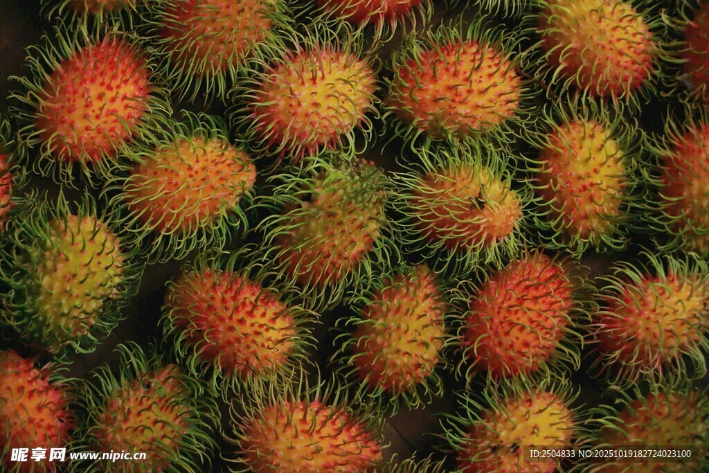 红毛丹果实特写