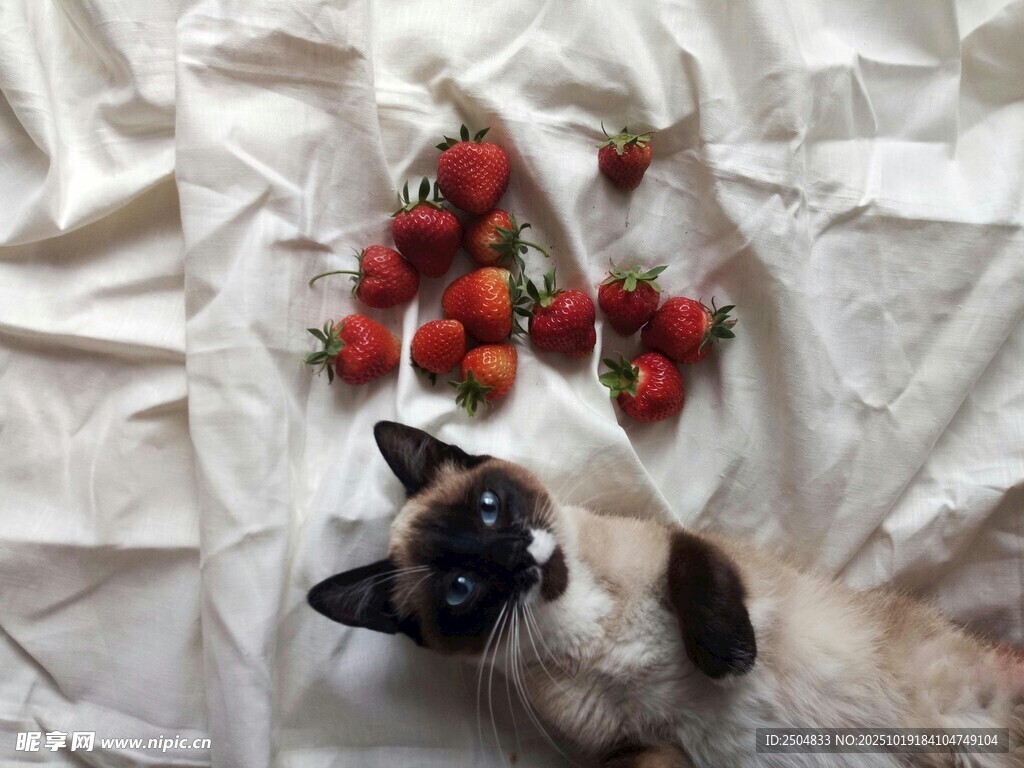 猫咪与草莓的温馨画面