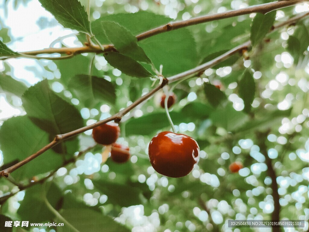 枝头红樱桃 绿意相伴