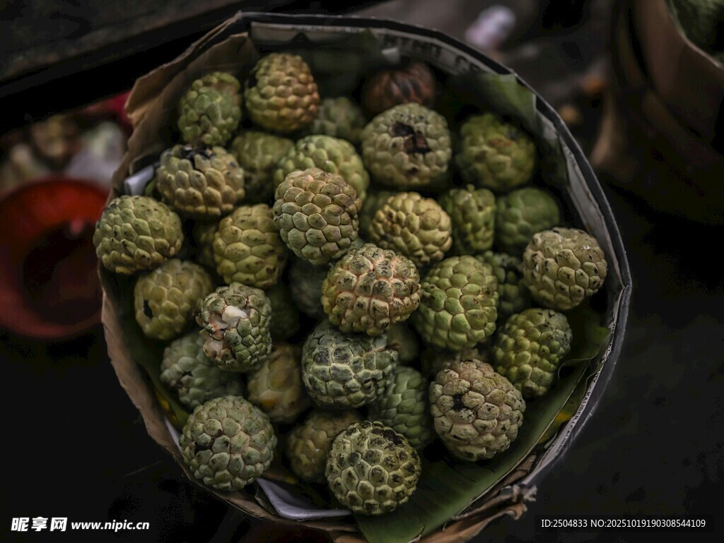 盆中刺球仙人掌特写