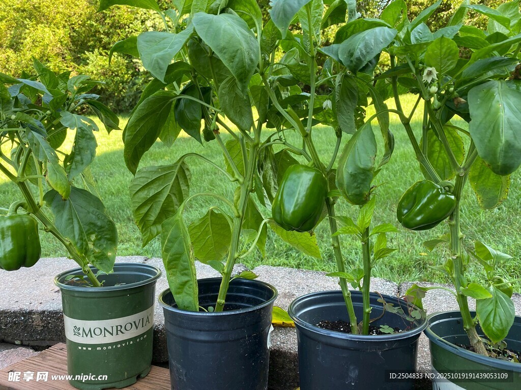 盆栽青椒植株展示