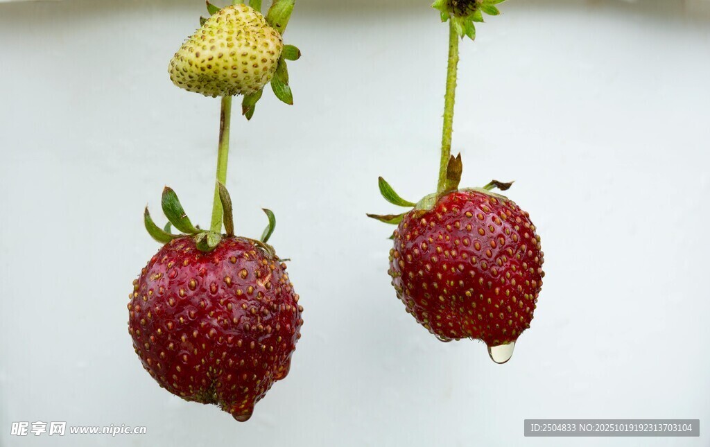 悬挂的新鲜草莓