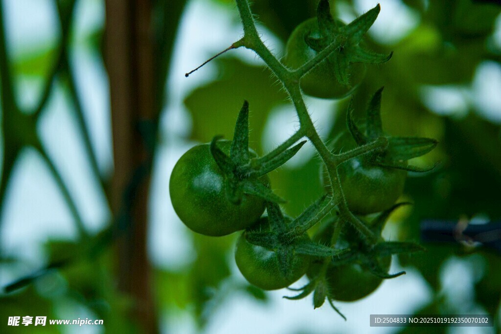 青嫩番茄挂枝头