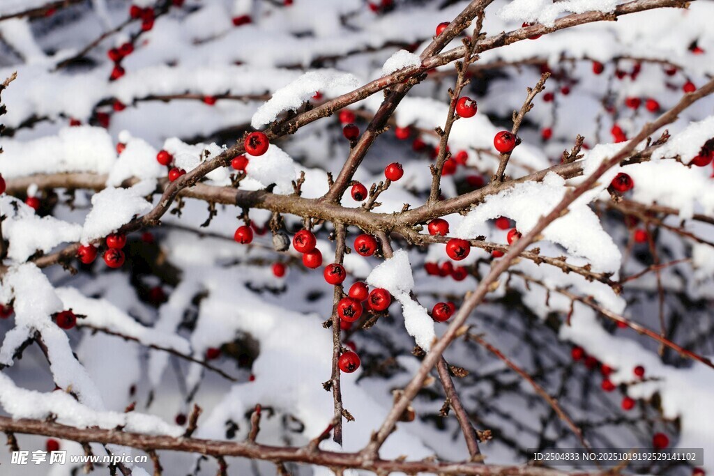雪覆红果枝头景