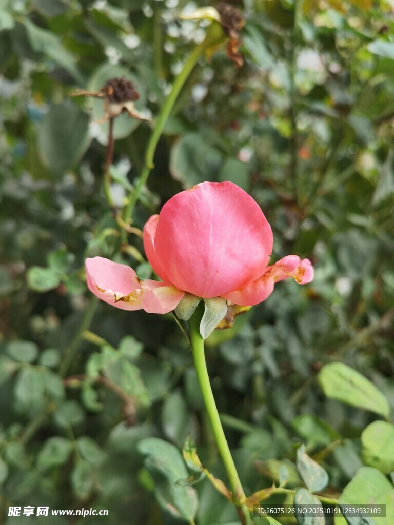 娇艳绽放的单朵粉色月季花