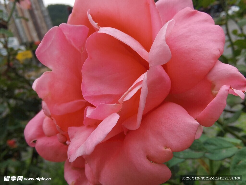 娇艳粉色月季花