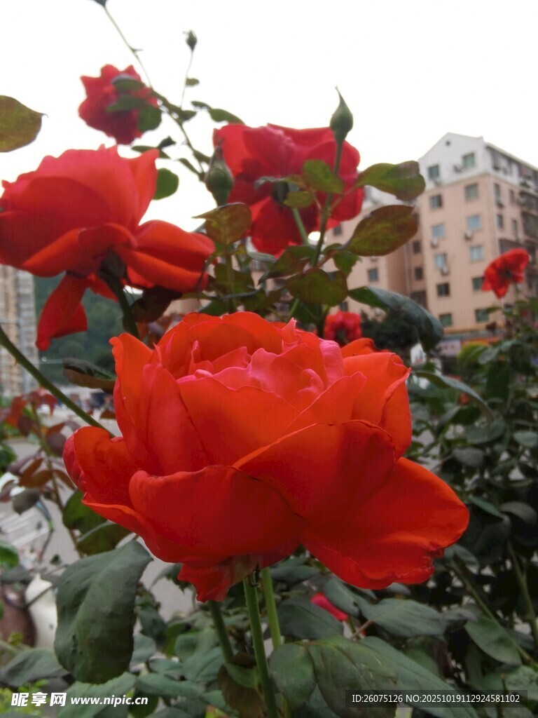娇艳红玫瑰绽放于城市边
