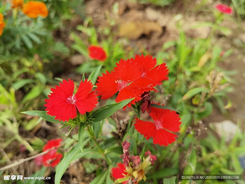 鲜艳红色花朵绽放于草地