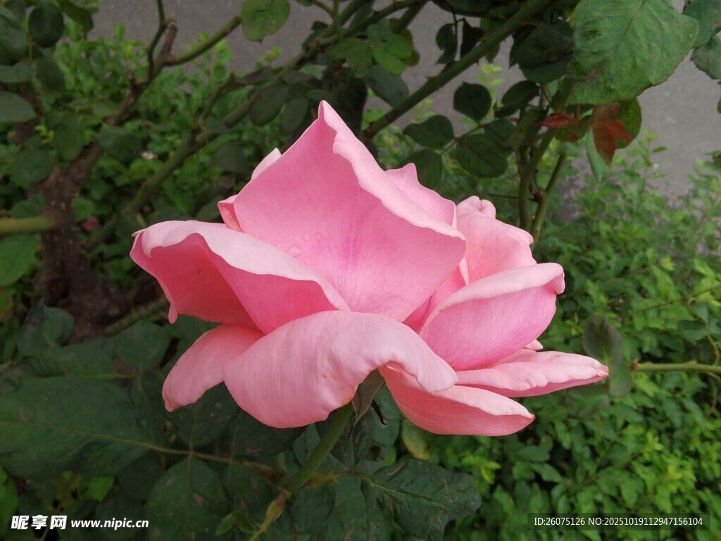娇艳粉色月季花绽放