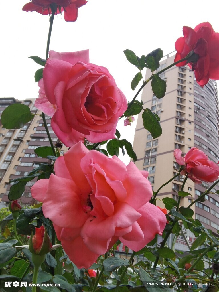 娇艳月季绽放于高楼前