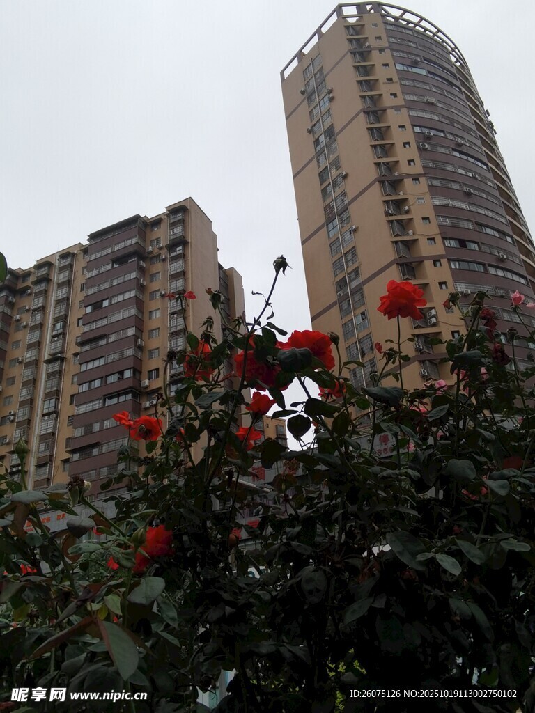 高楼前绽放的鲜艳花朵