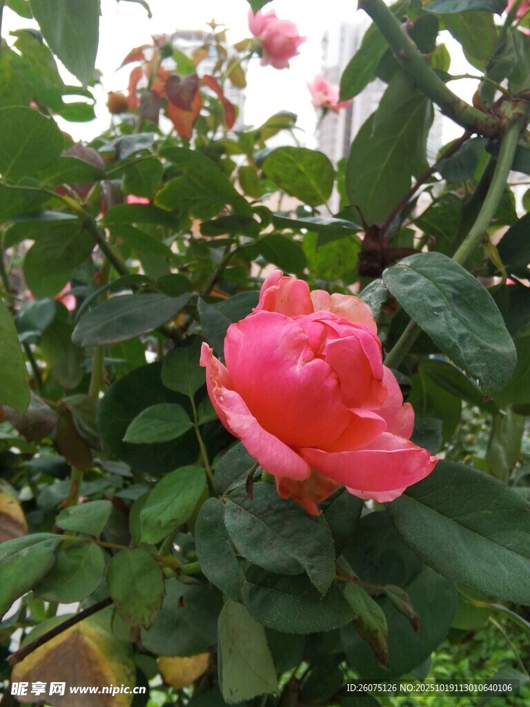 娇艳盛开的粉色月季花