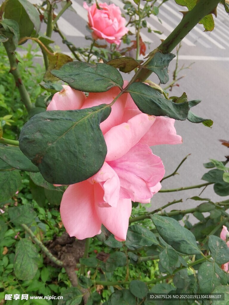 娇艳粉色花朵绽放