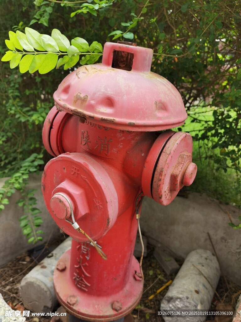 红色复古消防栓在绿植旁