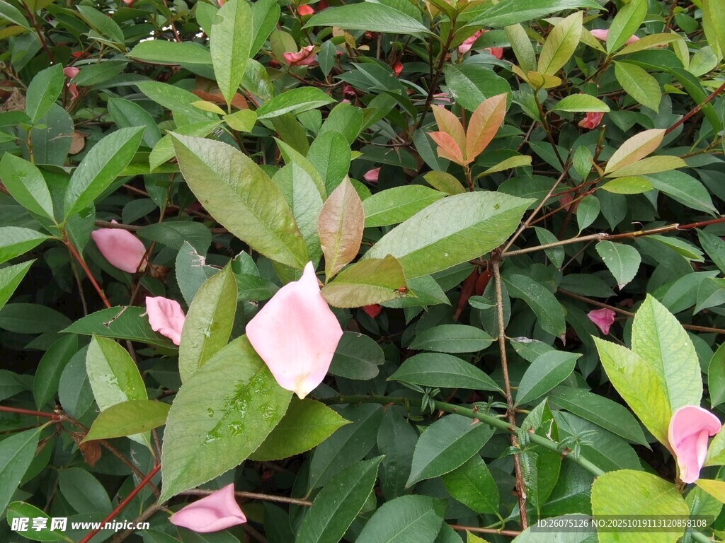 绿叶间的粉嫩花朵