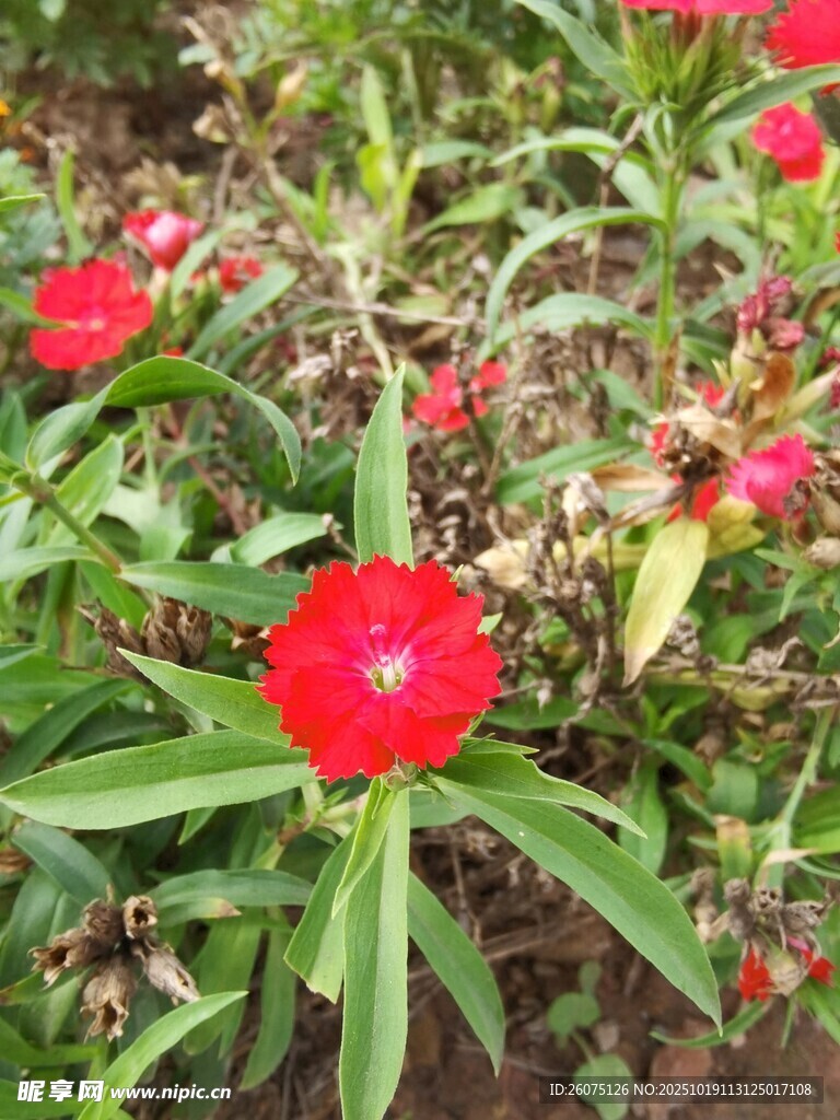 娇艳红花朵绽绿叶间