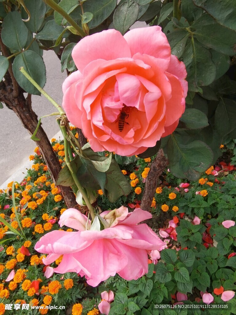 娇艳粉玫瑰绽放于花丛