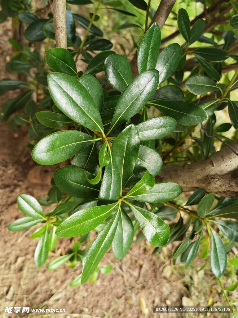 翠绿茂盛的灌木植物