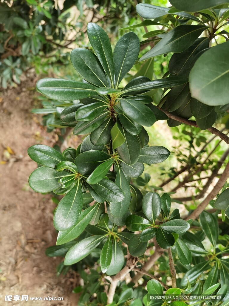 绿叶繁茂的植物景观
