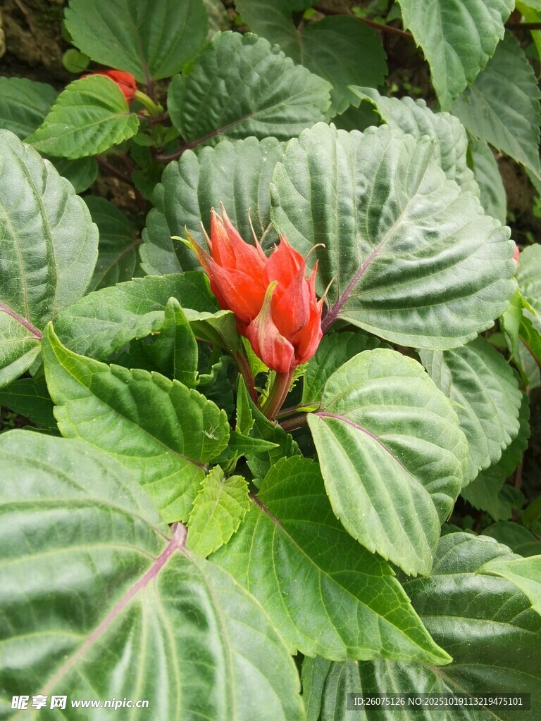 绿叶丛中艳红花朵绽放