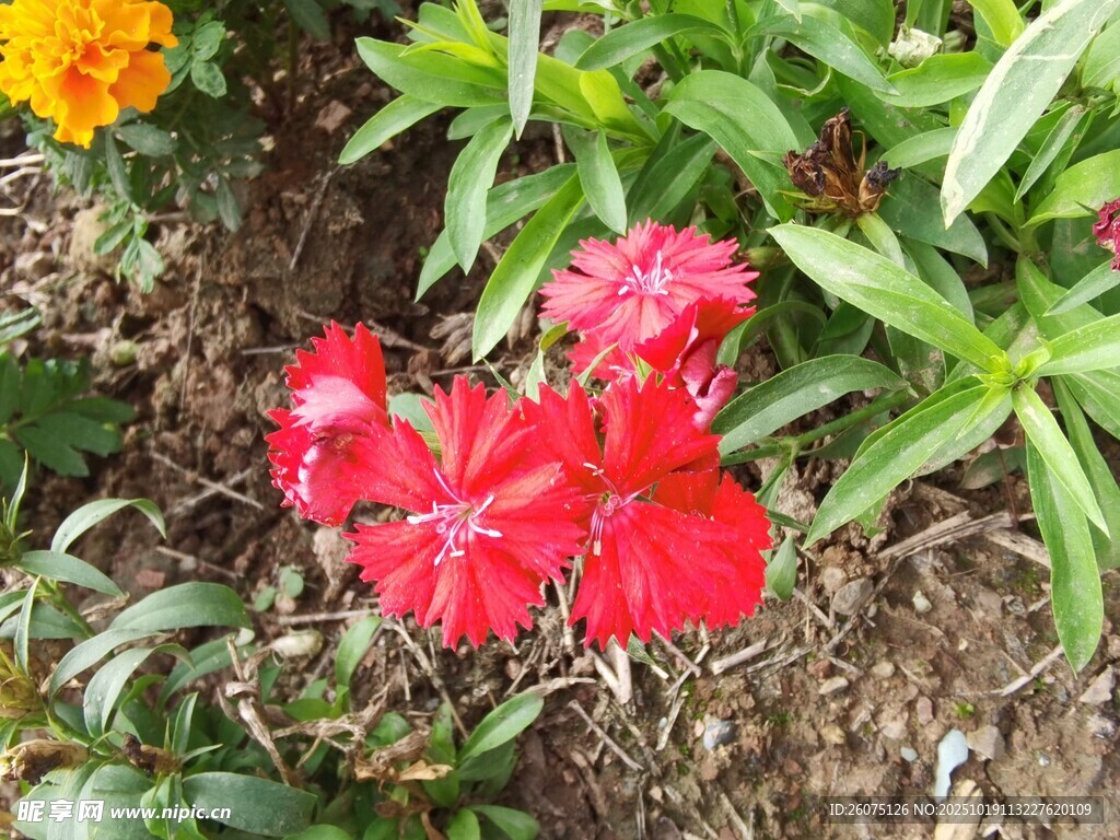 娇艳红色花朵绽放绿叶间