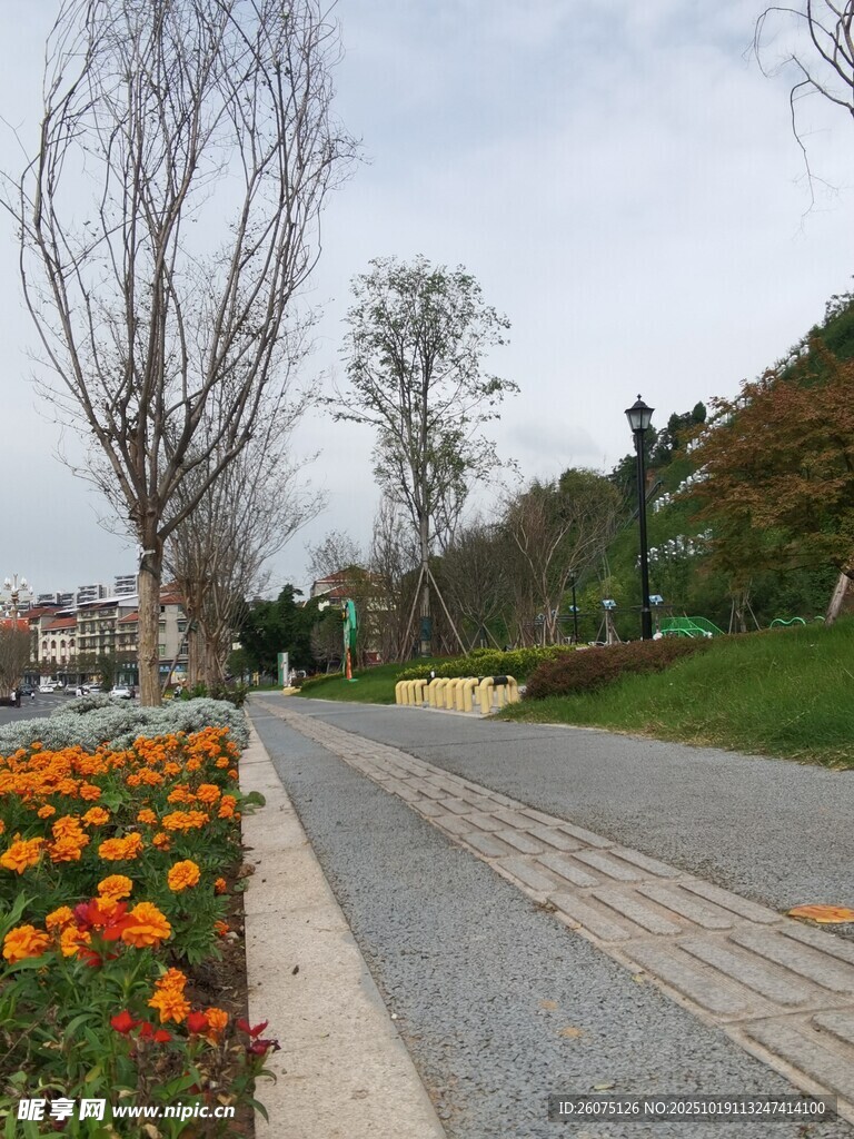 春日路边多彩花卉景观