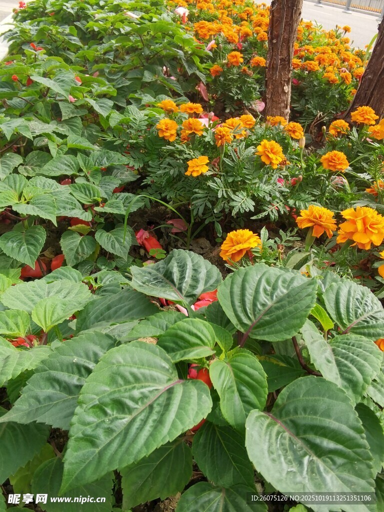 多彩花卉绿植景观