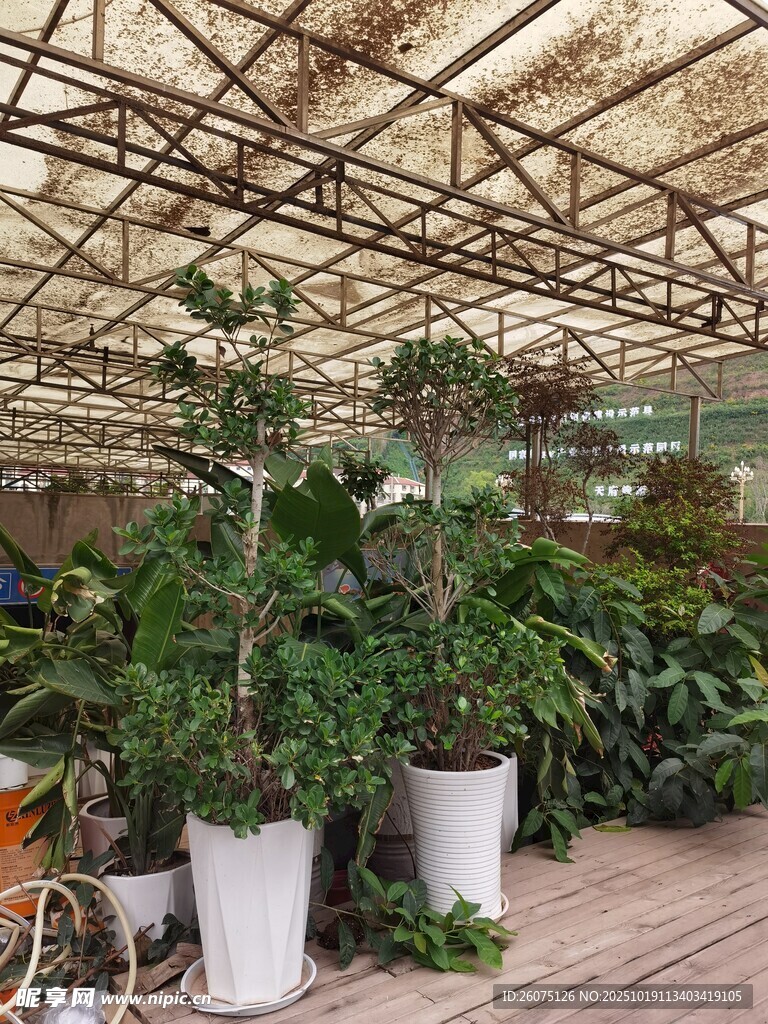温室中的多样绿植景观