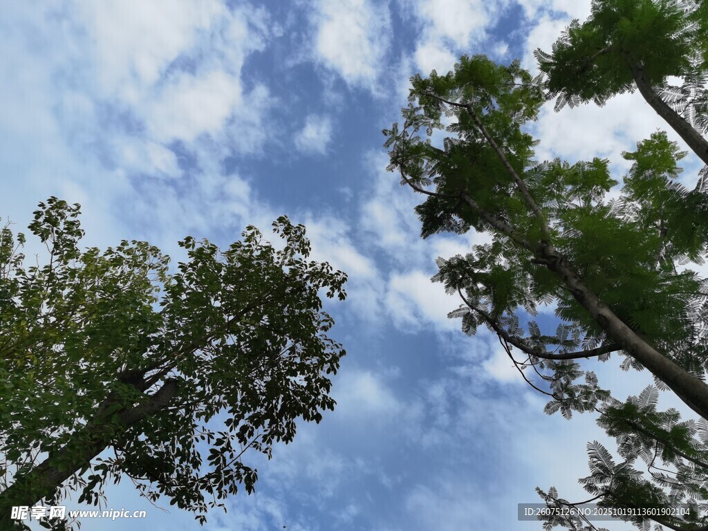 仰望蓝天绿树的清新景象