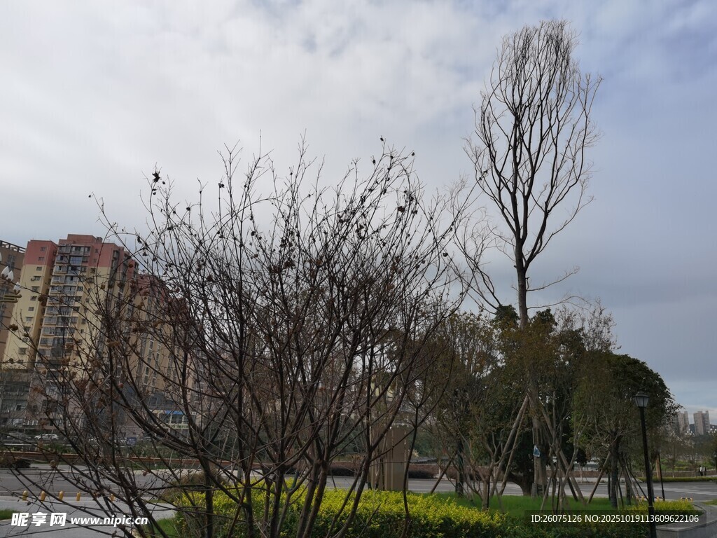 城市公园冬日萧瑟景象