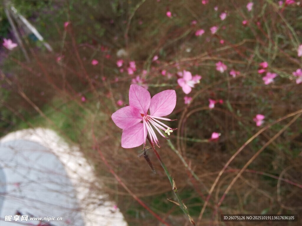 小径旁绽放的娇艳粉色小花